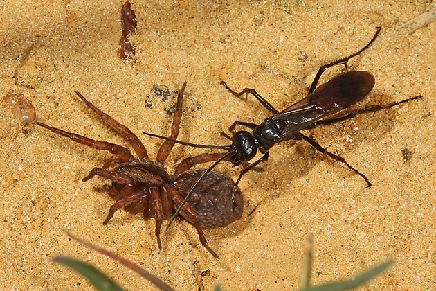 Priocnemis perturbator + Priocnemis perturbator