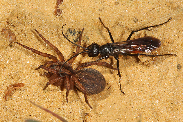 Priocnemis perturbator + Priocnemis perturbator