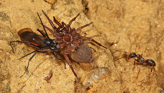 Priocnemis perturbator mit Wolfsspinne