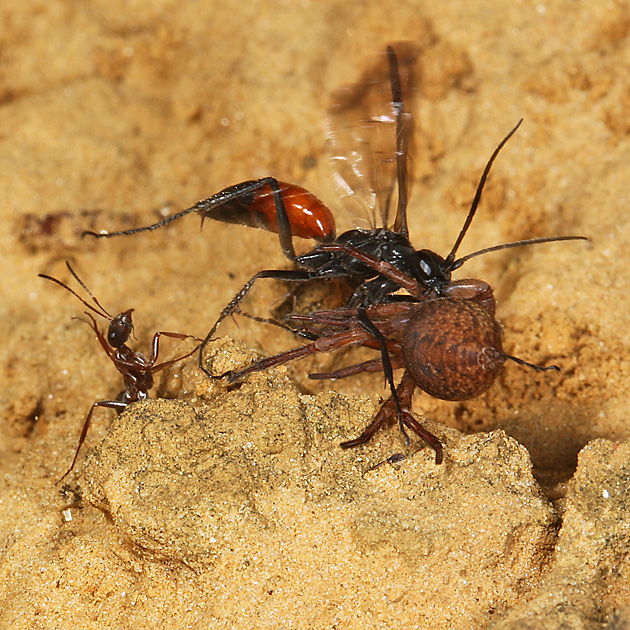Priocnemis perturbator mit Wolfsspinne