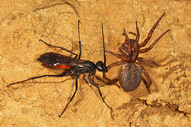 Priocnemis perturbator + Trochosa terricola