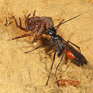 Priocnemis perturbator, W