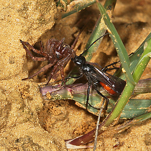 Priocnemis perturbator, W