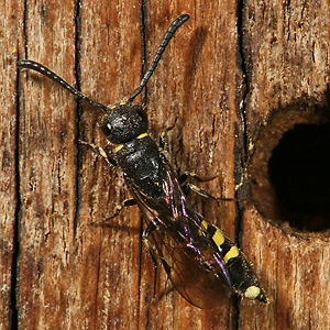 Keulenwespe Sapyga clavicornis, W