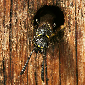 Keulenwespe Sapyga clavicornis, W