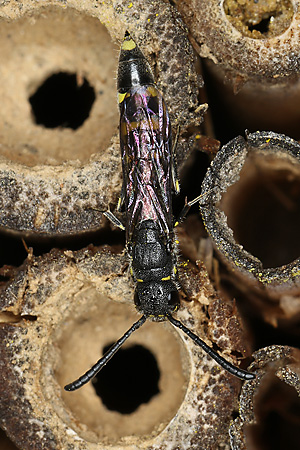 Keulenwespe Sapyga clavicornis, W