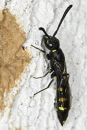 Keulenwespe Sapyga clavicornis, W