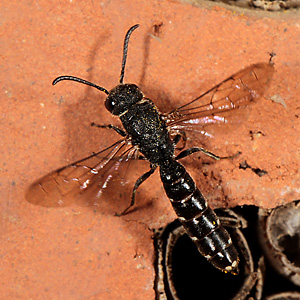 Keulenwespe Sapygina decemguttata, W Sapygina decemguttata, W
