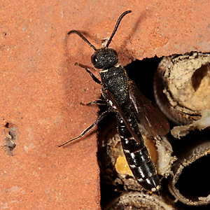 Keulenwespe Sapygina decemguttata, W Keulenwespe Sapygina decemguttata, W