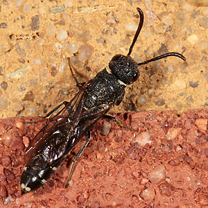 Keulenwespe Sapygina decemguttata, W Sapygina decemguttata, W