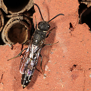 Keulenwespe Sapygina decemguttata, W Sapygina decemguttata, W