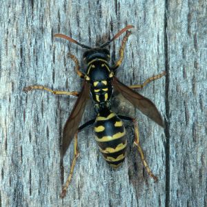 Polistes dominulus
