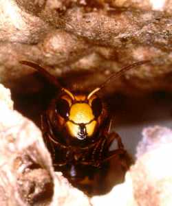 Hornissenw&auml;chter am Eingang