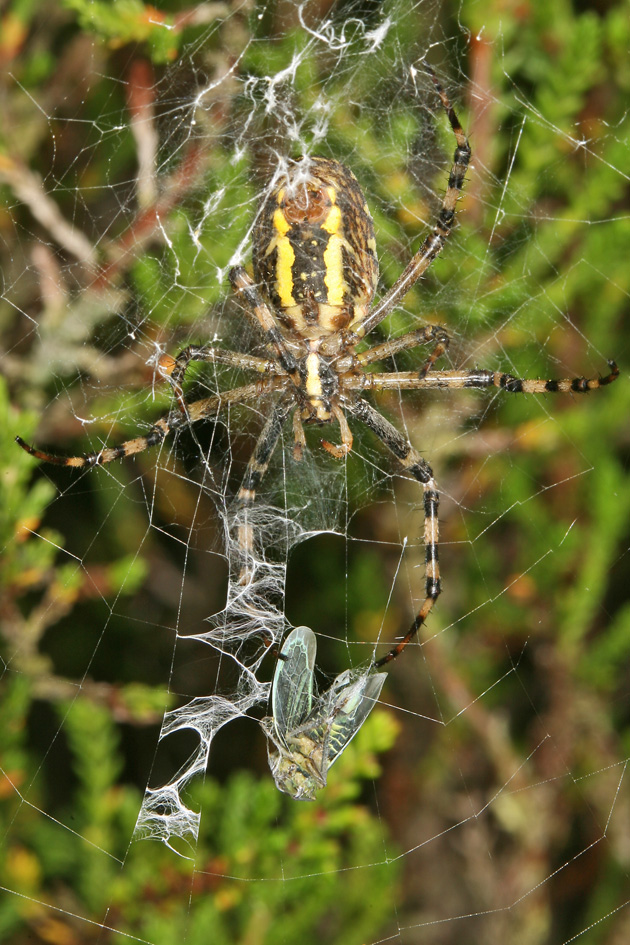 Gr&uuml;ne Zwergzikade