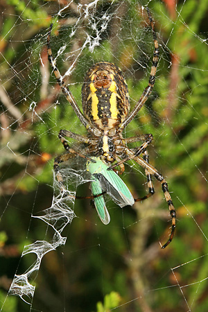 Gr&uuml;ne Zwergzikade