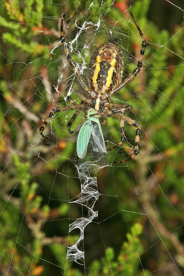 Grüne Zwergzikade (Cicadella viridis, 31.8.2008) Grüne Zwergzikade