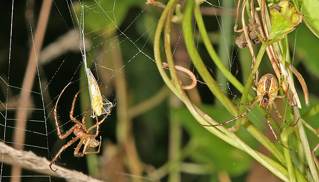 Rhododendron-Zikade (Graphocephala fennahi, 16.9.2007) Rhododendron-Zikade