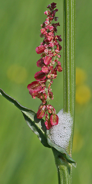 Wiesenschaumzikade (Philaenus spumarius, 13.5.2008) Wiesenschaumzikade