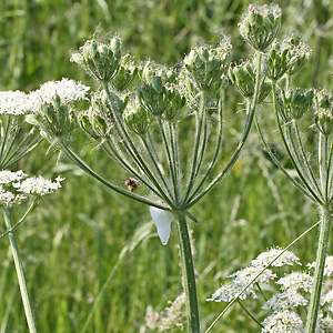 Wiesenschaumzikade (Philaenus spumarius, 13.5.2008) Wiesenschaumzikade