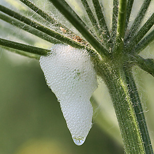 Wiesenschaumzikade (Philaenus spumarius, 15.5.2023) Wiesenschaumzikade
