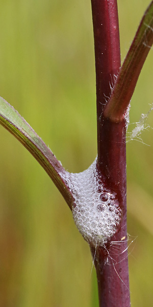 Wiesenschaumzikade (Philaenus spumarius, 15.5.2023) Wiesenschaumzikade