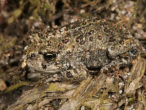Kreuzkr&ouml;te (Bufo calamita)