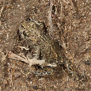 Kreuzkr&ouml;te (Bufo calamita)