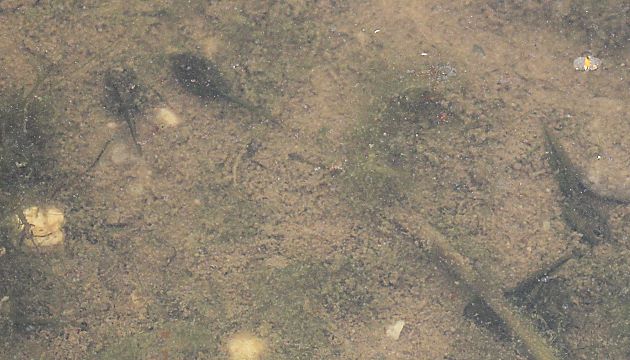 Kaulquappen der Kreuzkr&ouml;te (Bufo calamita)