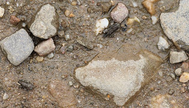 Zwei dem Wasser entstiegene Kreuzkr&ouml;ten (Bufo calamita)