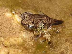 Junge Kreuzkr&ouml;te (Bufo calamita) mit Schwanz
