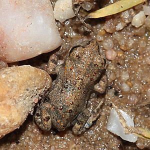 Junge Kreuzkr&ouml;te (Bufo calamita)
