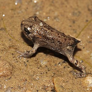 Junge Kreuzkr&ouml;te (Bufo calamita)