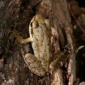 Junger Grasfrosch (Rana temporaria), 1