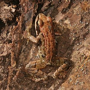 Junger Grasfrosch (Rana temporaria), 2