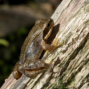 Junger Grasfrosch (Rana temporaria), 3