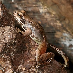 Junger Grasfrosch (Rana temporaria), 4