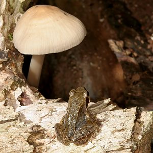 Junger Grasfrosch (Rana temporaria), 5