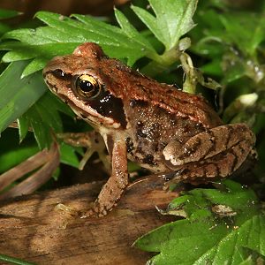 Junger Grasfrosch (Rana temporaria), 6