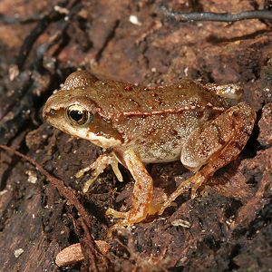 Junger Grasfrosch (Rana temporaria), 7