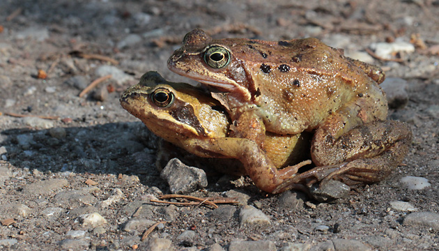 Grasfrosch-Paarung