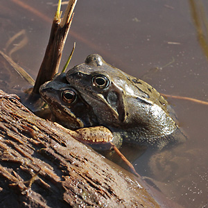 Grasfrosch-Paarung