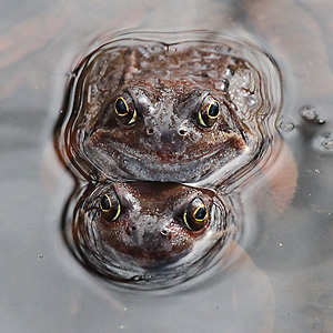 Junger Grasfrosch (Rana temporaria), 7
