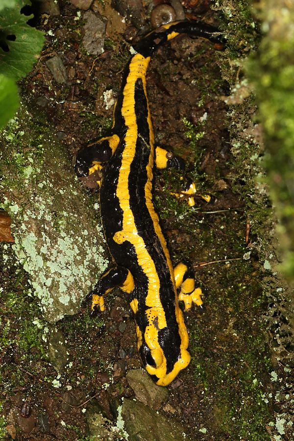 Feuersalamander