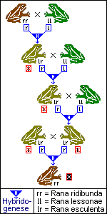 Rana-esculenta-Komplex