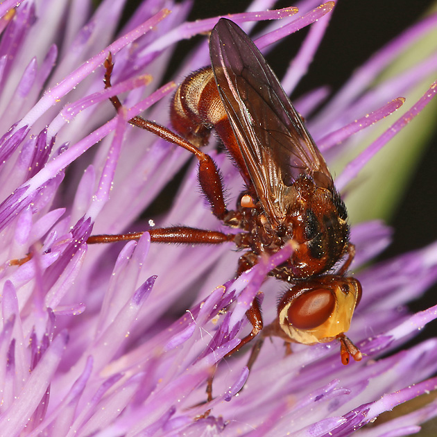 Sicus ferrugineus, MW