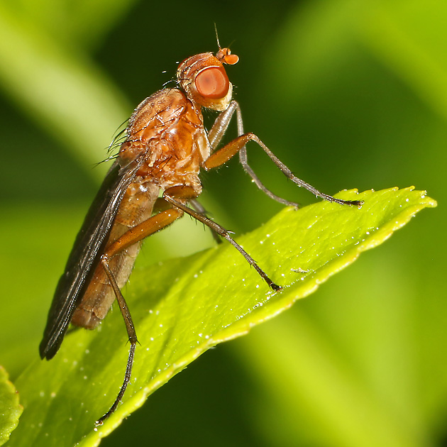 Tetanocera species
