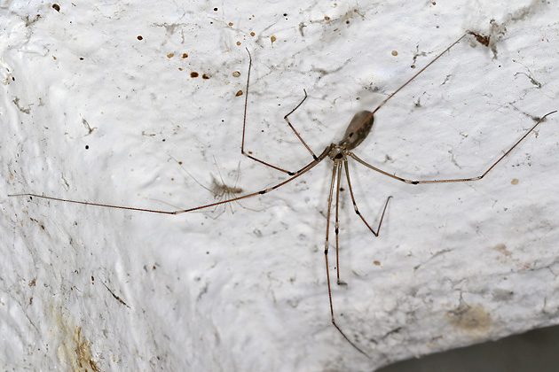 Zitterspinne