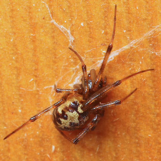 Steatoda triangulosa