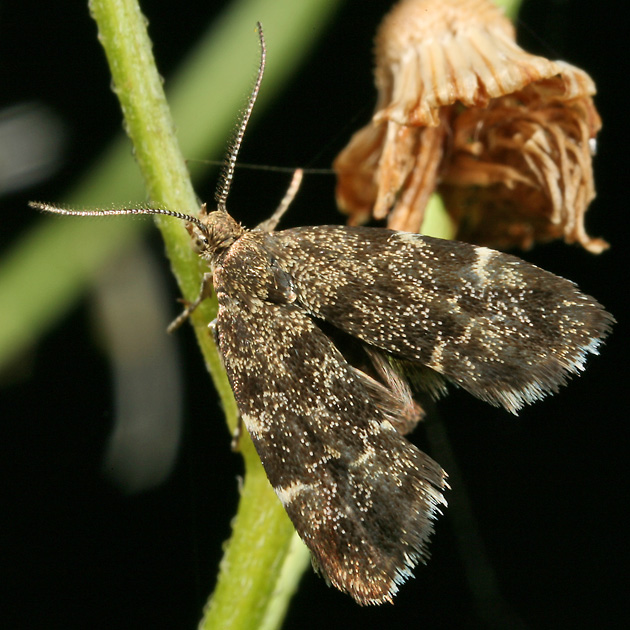 Anthophila fabriciana