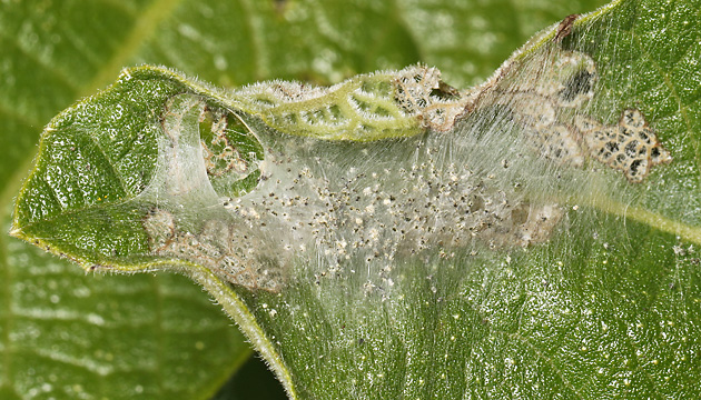 Choreutis nemorata